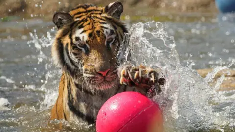 Chris Boyce/Wildheart Animal Sanctuary Tiger in water with water splashing as it plays with a bright, pink ball