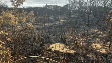 BBC News Scorched trees and bushes are seen on sand dunes. 