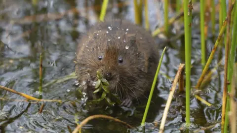imageBROKER/Kevin Sawford/Getty A brown water vole in a shallow river. Its small black eyes are peering at the camera as droplets of water sit in its fur. It is holding on to a piece of grass and has long whiskers.