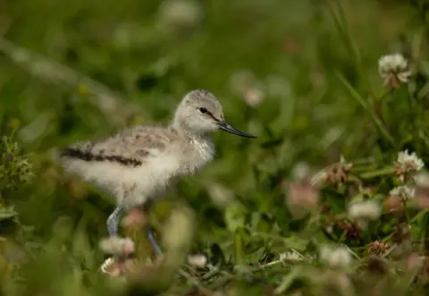 Ben Andrew A small fluffy avocet chick, with white fluffy feathers on its chest and light grey on its back and head. It has a long black beak which is curved upright. The chick is standing on grass with small white flowers around it.