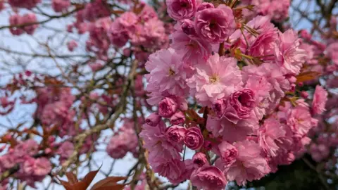 A close-up of a cherry blossom - a collection of pink flowers on the end of a tree branch.
