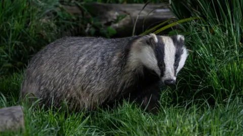 A badger in grass 