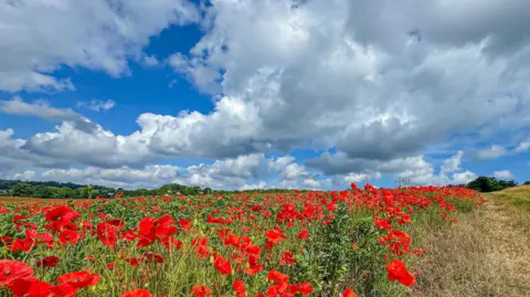 Hundreds of bright red poppies dominate this image as they sweep up a hill towards the horizon where they meet a bright blue sky with white fluffy clouds