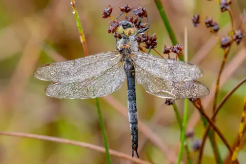 Adobe A dragonfly is resting on a stem of grass. Its long body is grey coloured with a hint of blue. It has very delicate looking wings and a large head which is a yellow/green colour. 
