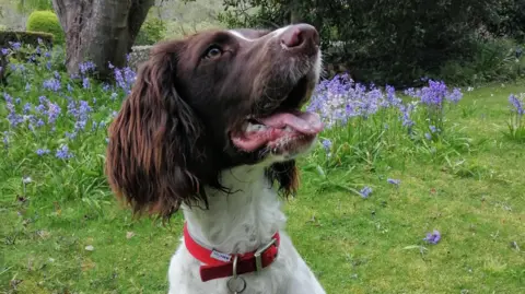A close up of a springer spaniel looking up. She has a red collar, a brown face, brown droopy ears with shaggier fur on them, while her neck and body have white fur. She is in a grassy area with bluebells growing in the background.