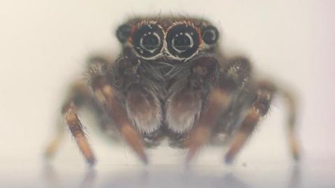 New species of jumping spider - Anasaitis milesae