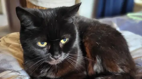 Cats Protection Louly has black fur with brown streaks and light green eyes. She is curled up on a bed.
