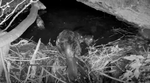 Norfolk Rivers Trust Two beavers are captured on a nightvision camera in the River Glaven. Both pairs of eyes are glistening in the moonlight. One is sitting on the river bank with its back to the camera the other is in the water. The Beavers are called Eeyore and Winnie. Winnie is much larger than Eeyore and she has a chunk missing from her tail.