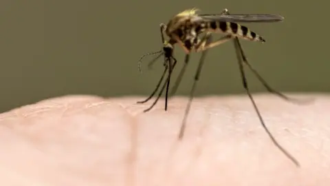 Mosquito on skin