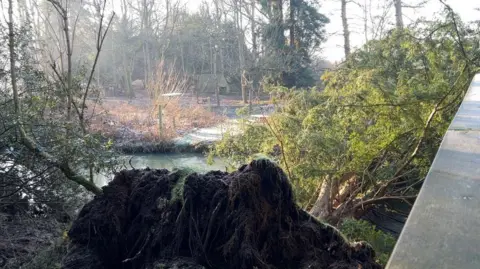 A large tree which has been uprooted and now lies in a river.