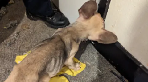 RSPCA A French bulldog puppy stands on a carpet next to a person. The puppy is emaciated and its ribs are showing.