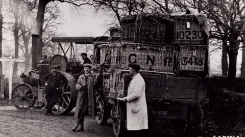 Norfolk Museums Black and white coloured photo of a steam-powered vehicle with a tall chimney and large wheels pulling a cart laden with large baskets. A driver sits in the engine, and two men in overalls-one wearing a white one stand by the cart holding small notebooks.