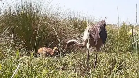 RSPB A crane chick is sitting in the grass while its mother is standing before it.