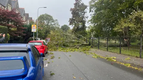 A fallen tree has cut right through a fence landing on a road narrowly avoiding parked cars on the side of a street.