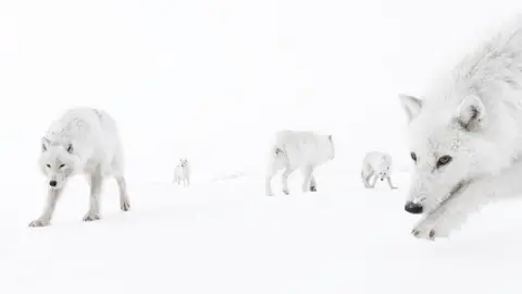 Amit Eshel The image shows a pack of Arctic wolves in a snowy, white landscape. There are six wolves visible, all with thick white fur that blends almost seamlessly into the snow-covered ground and pale sky.