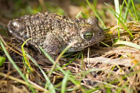 Getty Images A natterjack toad sitting on top of grass. We can see just one of its beady eyes, the right one as it is sideways on.