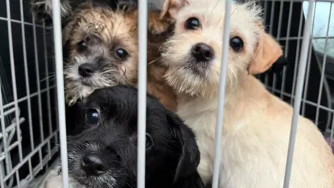RSPCA Three terrier type dogs - one black, one cream, one brown - all looking towards the camera from behind the bars of a crate.