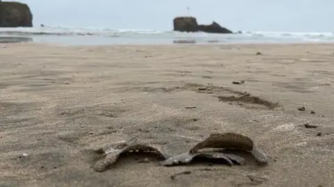 BBC The photo shows several bits of Moonsnail egg casings washed up on Perranporth beach. The casings lie on the sand in the foreground, with the water in the distance. A headland can be seen on the left of the image, while centrally a small outcrop of rock can be seen.