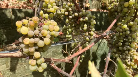 BBC News A close-up showing multiple bunches of ripening Bacchus grapes hanging from in sunlight. The grapes are pale green to golden-yellow in colour. The grape bunches hang at different heights. Several clusters are densely packed, with individual grapes varying in size from small and round to larger, fuller fruit approaching maturity.