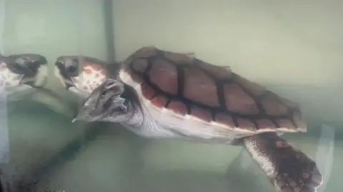 A loggerhead turtle with a brown shell and white belly. Two fins are visible and the turtle is looking out a glass tank. 