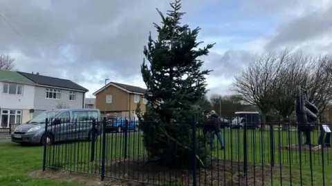 A large green fur tree which is being used as a Christmas tree in a village. It has been freshly planted, with new earth around the base and an iron fencing surrounding it. There are terraced houses in the street behind it.