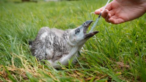 A vulture chick is being fed via a syringe as it lies in the grass 