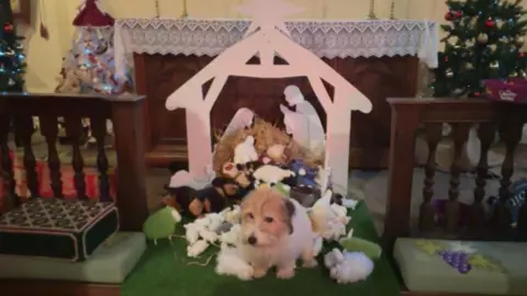 Luke Deal/BBC A small white and brown dog is nestled in a nativity scene in St John the Baptist Church in Mount Bures during a dog friendly church service.