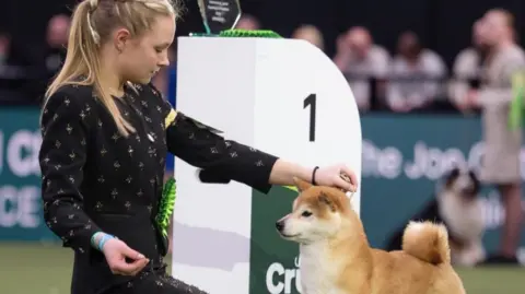 Megan Slack Megan is kneeling in an arena next to a brown and white dog which has a curly tail. Megan is wearing a black dress with white patterns on it. The pair are next to a podium with the number one on it.