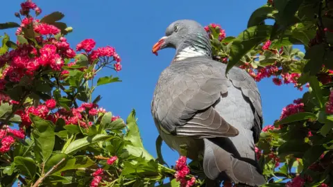 Yen Milne A pigeon in a bush with flowers all around it. It has a flower in its beak.