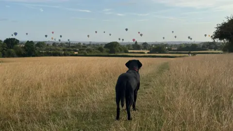 Adam Drysdale A black labrador is standing in a grassy field looking towards a number of hot air balloons flying in the distance. There are about 30 to 40 balloons which appear as small dots in the sky above the horizon. 