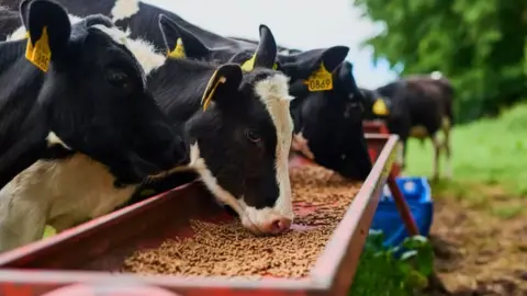 Cows eating feed from a trough in a field