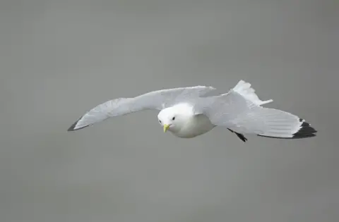 Ben Andrew/RSPB/PA Wire  A kittiwake