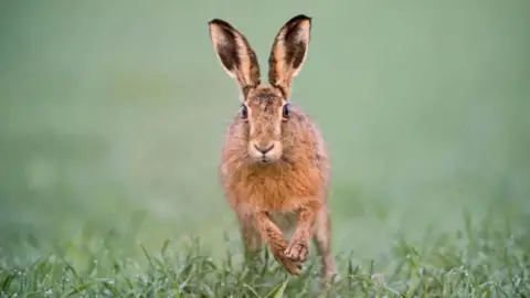 A small brown hare sits in a grass field.