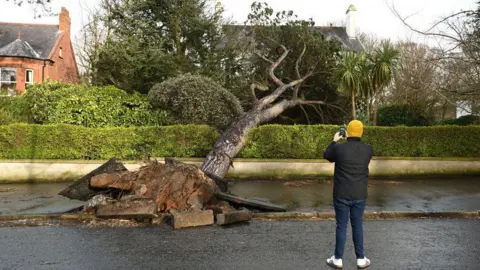 Getty Images A fallen tree brought down during Storm Éowyn on 24 January in Belfast, Northern Ireland