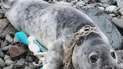 GSPCA A grey seal on a stony beach with grey fishing net around its neck