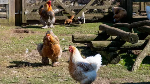 Roarr! Six chickens in a grassy area, with a wooden gate to the back of the image. To the right is an arrangement of stacked wooden logs.