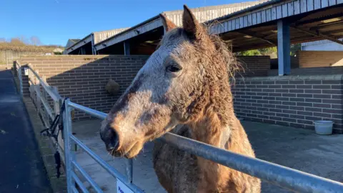 A brown horse is looking over a gate at the World Horse Welfare site in Somerset. It is a sunny, bright day and barns are visible in the background