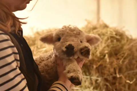 Jessica Tilley-Moore A close up of a lamb which is being held up by a woman. One poor is held up close to its face. Hay is visible in the background.