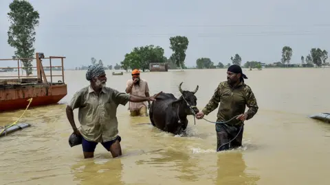 AFP via Getty Images Local men along with Indian Army personnel rescue their cattle through the flooded waters of the Beas river at Baoopur village in the Kapurthala district of India's Punjab state on August 29, 2025