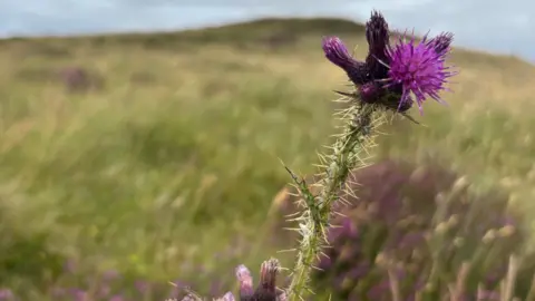 A thistle in the foreground in front of the burial mound