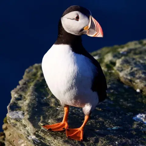 Bill Hodgson A puffin, standing on a rock, looking to the side.