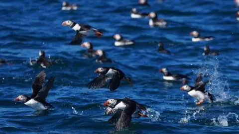 PA Media Six puffin are taking off from the sea while others are floating. They are all facing the same direction - left. The sea is dark blue and calm.