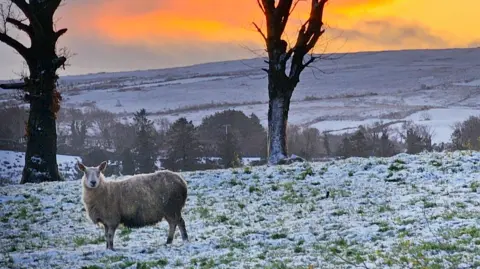 A sheep in a field covered in light snow. Two tress and hills are in the background with the sun rising.