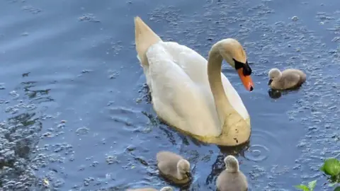 Swan Support The father swan with his remaining cygnets in the water