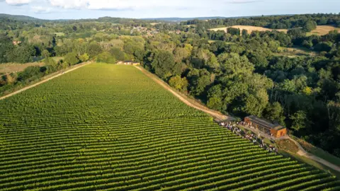 Vineyards of the Surrey Hills A large field of vines in amongst rolling, green hills. The field is pictured from high above on a sunny day.