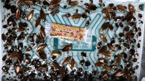 Chris Corbett/Aderyn Pest Control A close-up image shows a cockroach infestation on a monitoring trap, with dozens of brown and black insects of varying sizes clustered across a glossy surface. At the centre lies a small sachet of multicoloured bait granules,