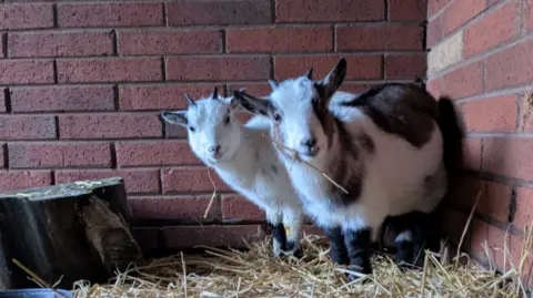 Rice Lane City Farm Pygmy goats Almond and Acorn look out from their enclosure which is covered in straw bedding