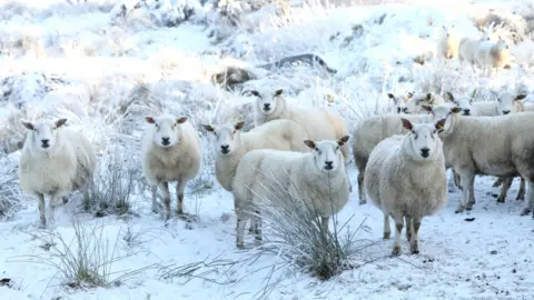 Pacemaker 12 sheep looking at the camera in a snowy field with tufts of grass poking through the snow.