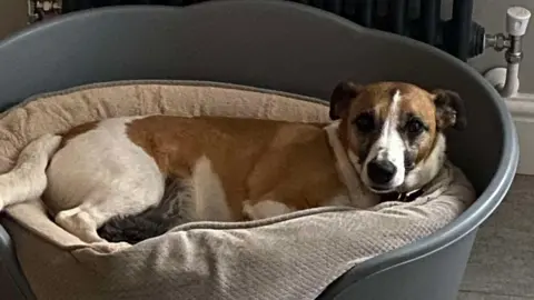 BBC Milo sits in his dog basket looking at the camera