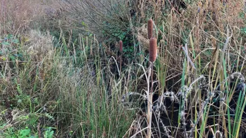 Bulrushes in front of a water way with grass and foliage